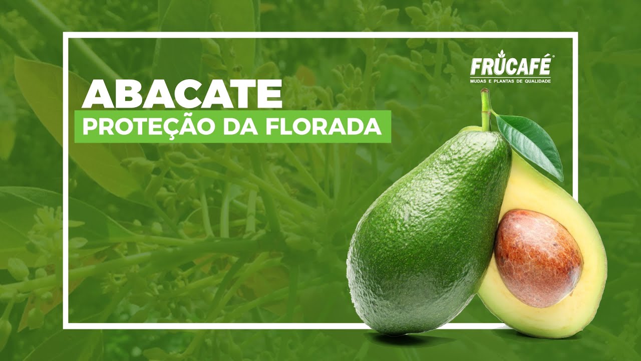 Frutas Tropicais: A Opção Ideal para Vaporização