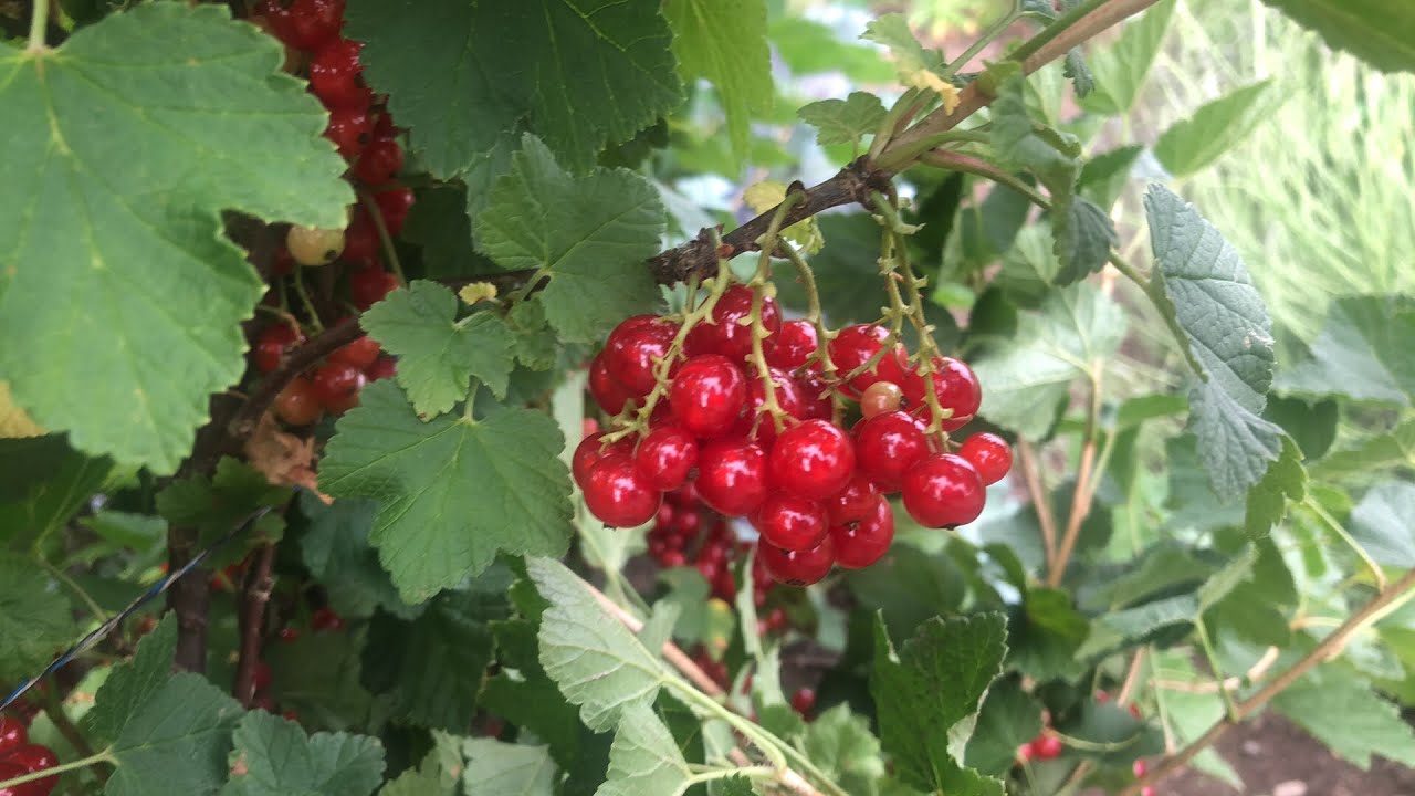 Os Benefícios dos Aromatizantes de Groselha Concentrados