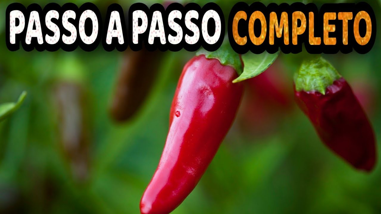 Guia para Cultivar Pimenta Picante em Casa